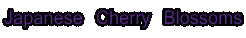 Japanese Cherry Blossoms
